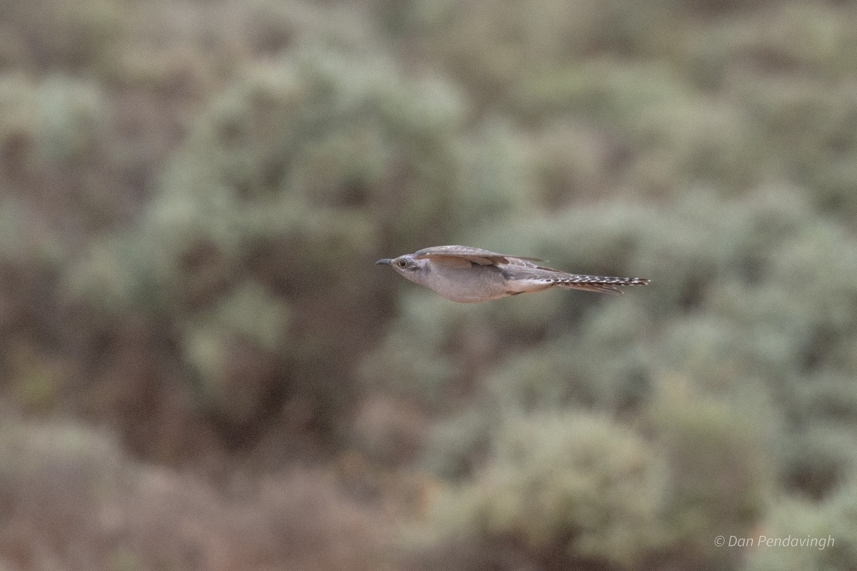Pallid Cuckoo - ML644231855