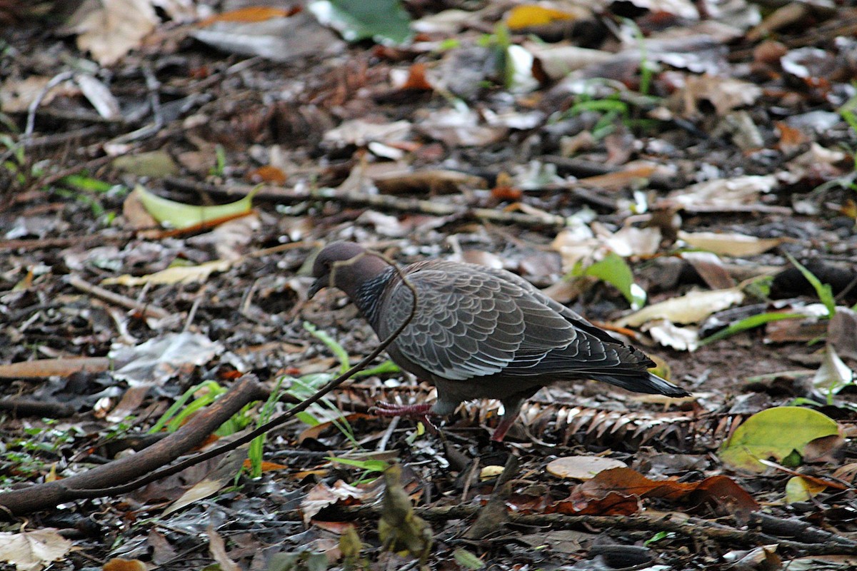 Pikazuro Güvercini - ML644231857