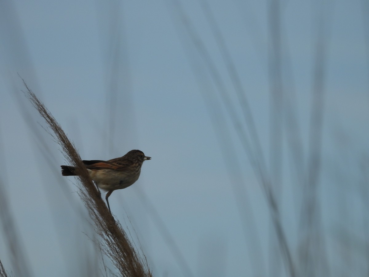 Spectacled Tyrant - ML644231878