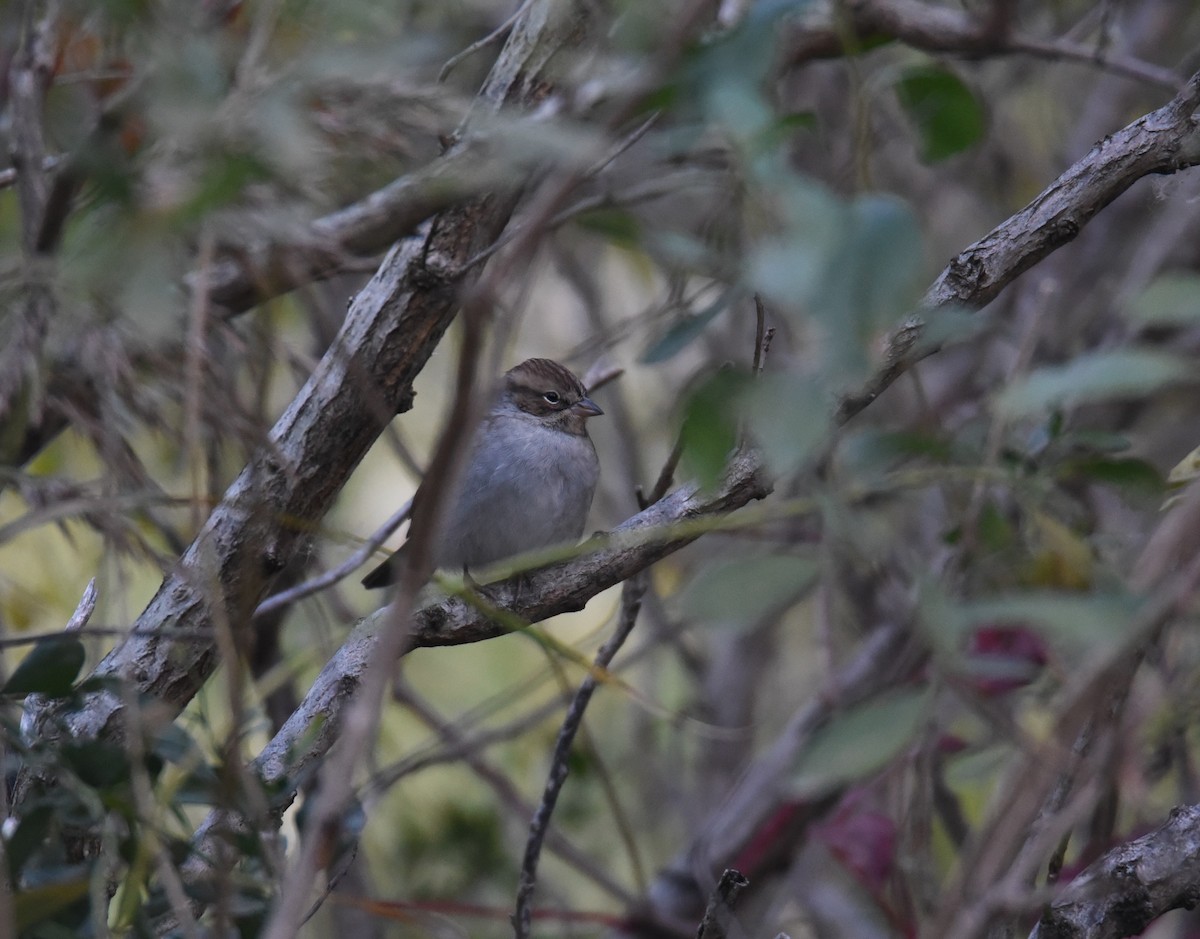 Chipping Sparrow - ML644231891