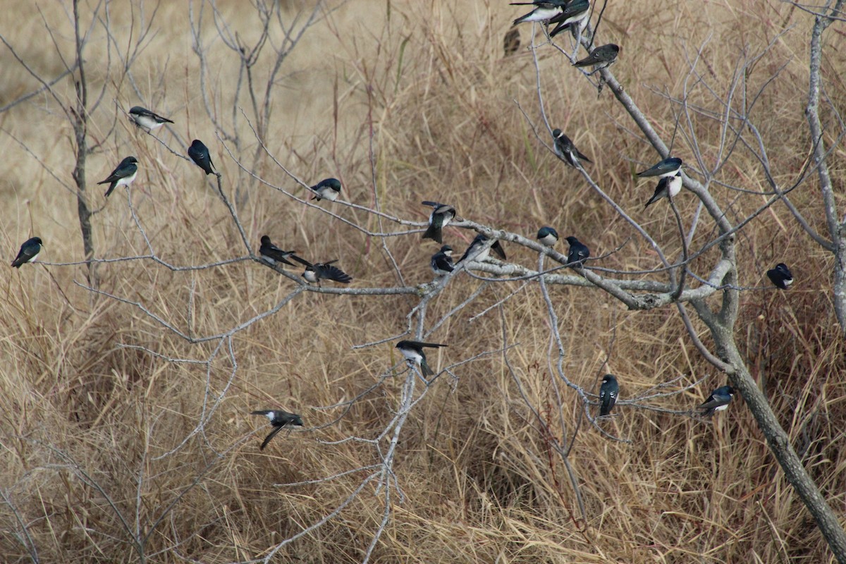 vlaštovka stromová - ML644231892