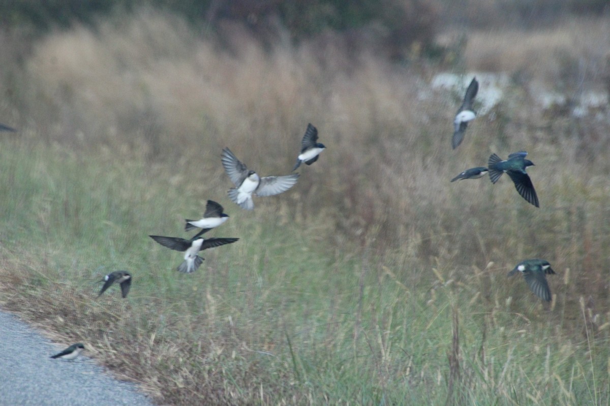 vlaštovka stromová - ML644231900