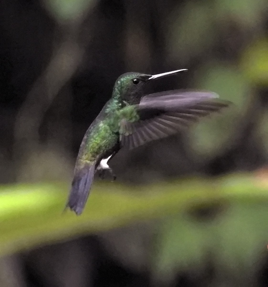 kolibrík ocelovořitý - ML644231901