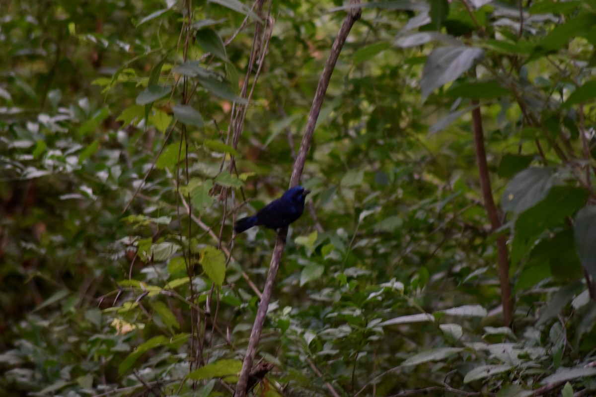 Blue Bunting - ML644231902