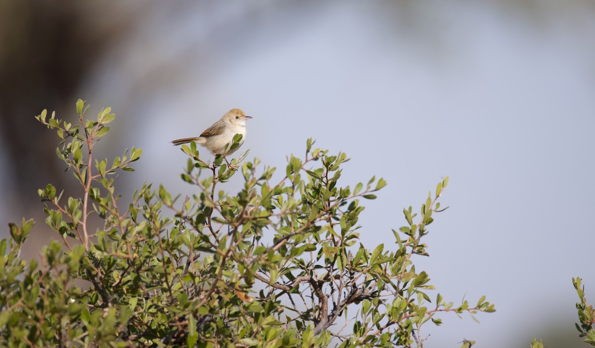 Rattling Cisticola - ML644231904