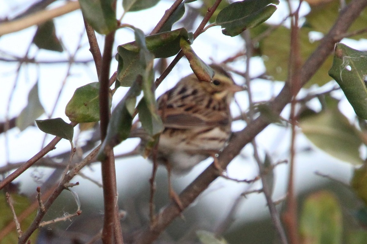 strnadec luční - ML644231913