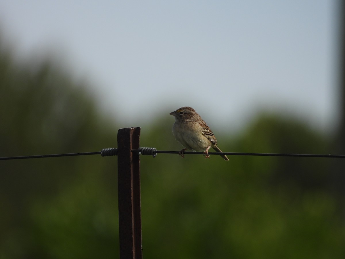 Wachtelammer - ML644231922