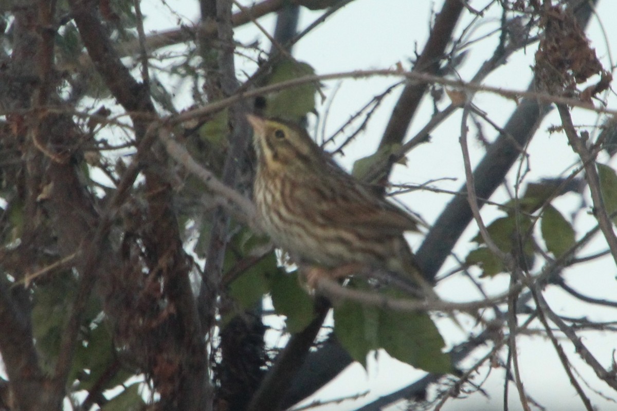 strnadec luční - ML644231923