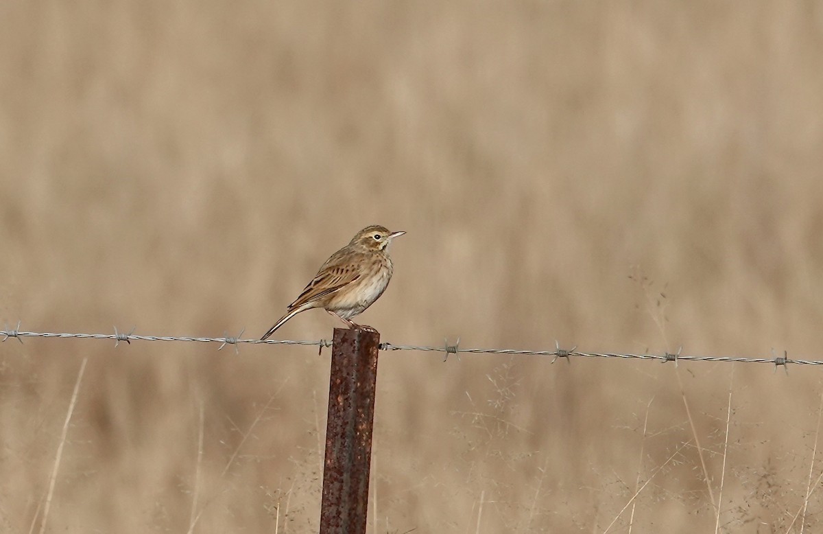 Australian Pipit - ML644231925