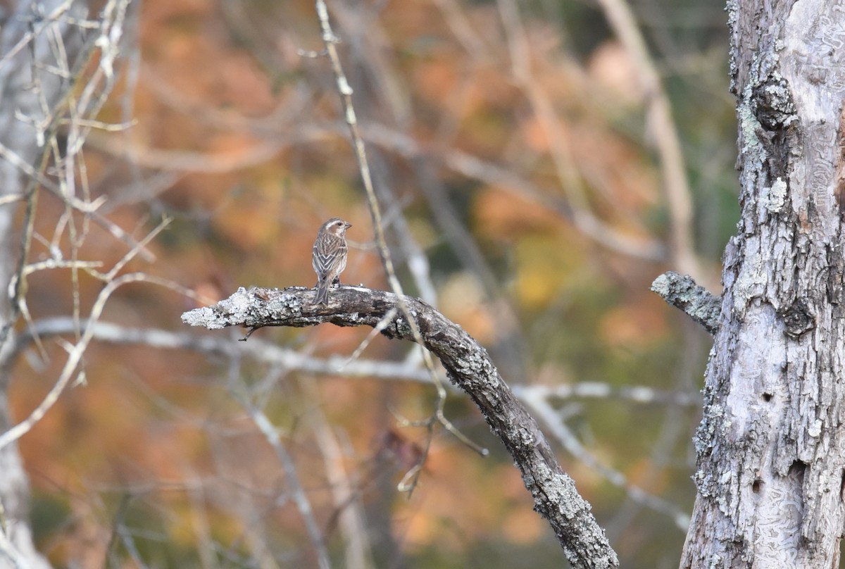 Purple Finch (Eastern) - ML644231926