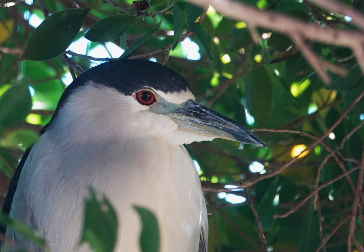 Black-crowned Night Heron - ML644231929