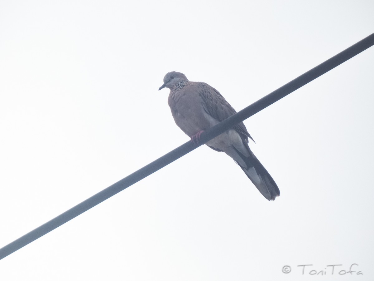 Spotted Dove - ML644231932