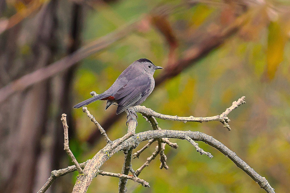Gray Catbird - ML644231934