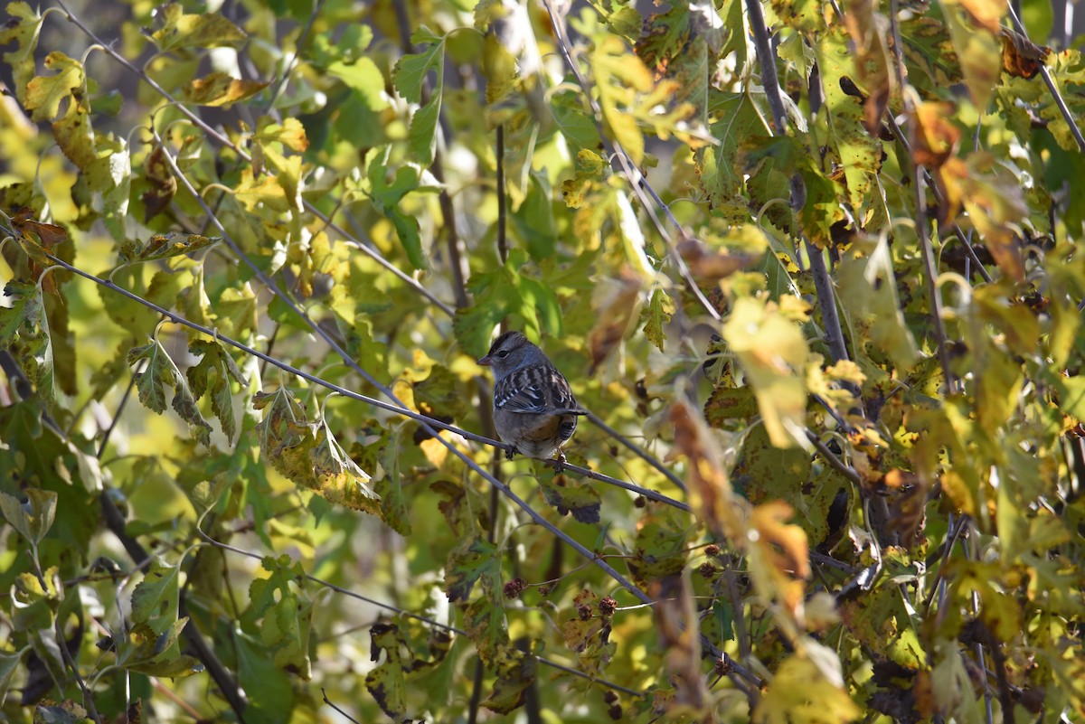 White-crowned Sparrow (Dark-lored) - ML644231946
