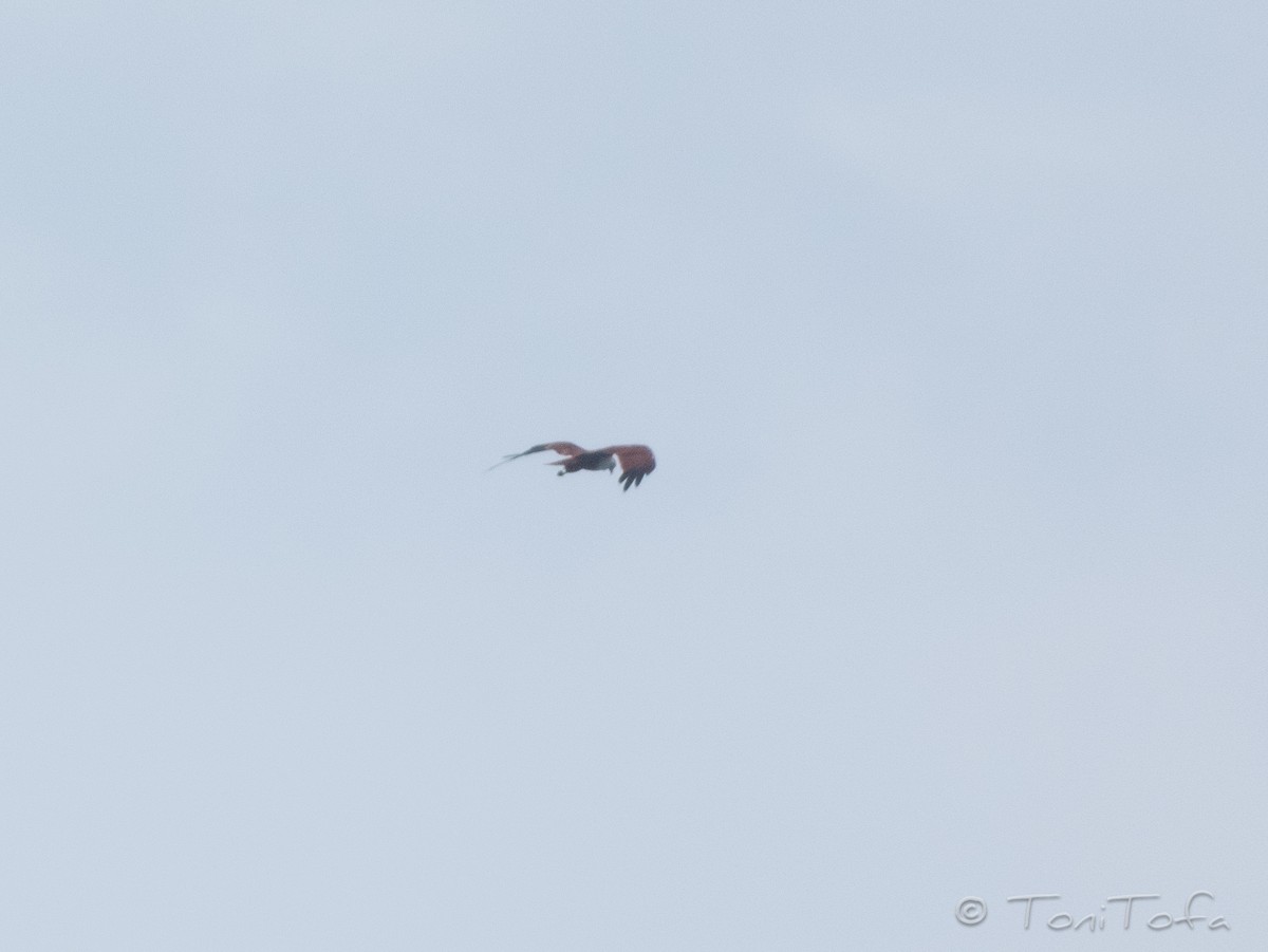 Brahminy Kite - ML644231947