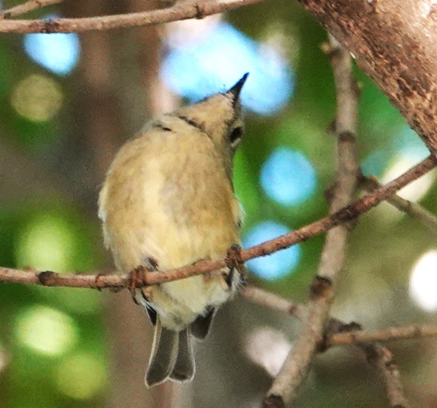 Ruby-crowned Kinglet - ML644231949