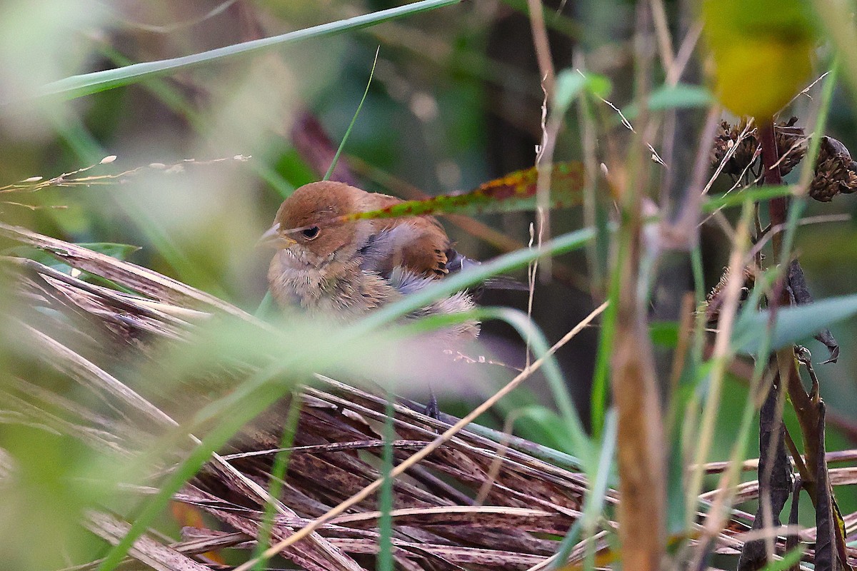 Indigo Bunting - ML644231957