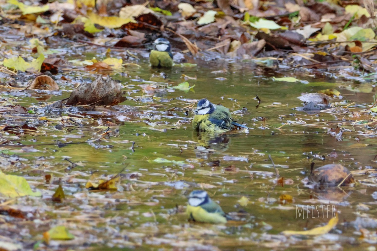Eurasian Blue Tit - ML644231977