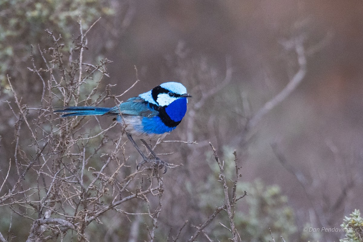 Splendid Fairywren - ML644231981