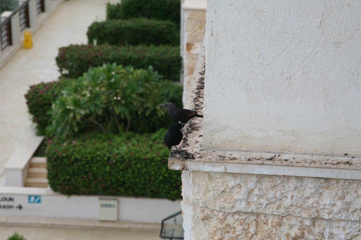 Tristram's Starling - ML644231982