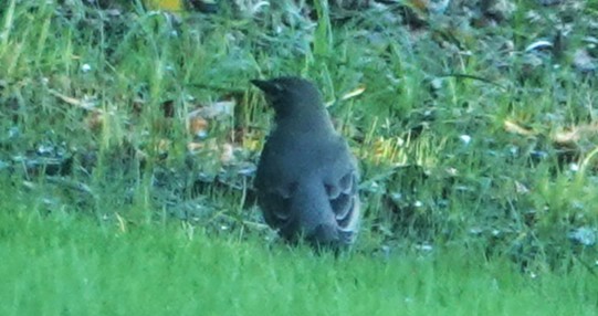 American Robin - ML644231983