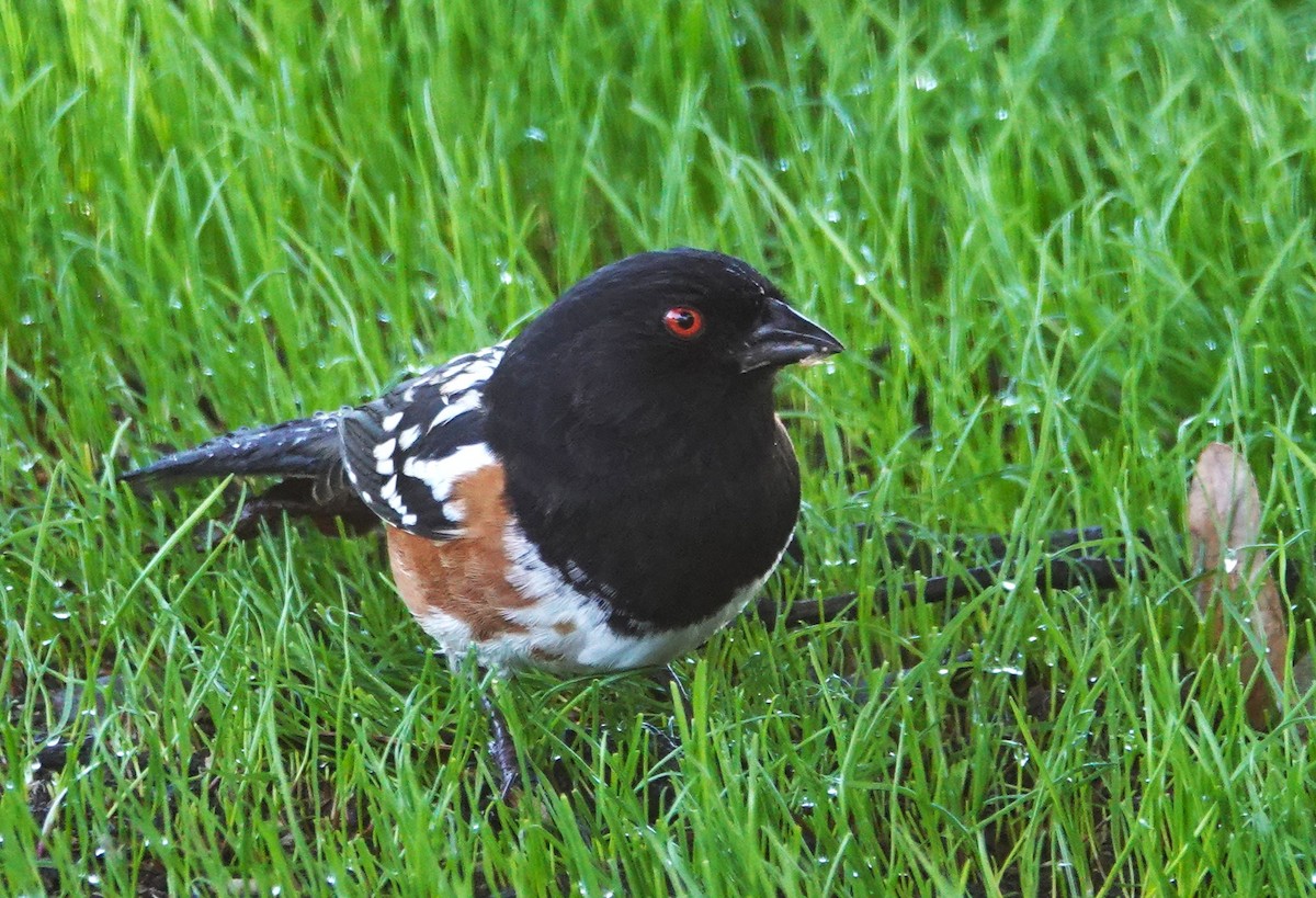 Spotted Towhee - ML644231991