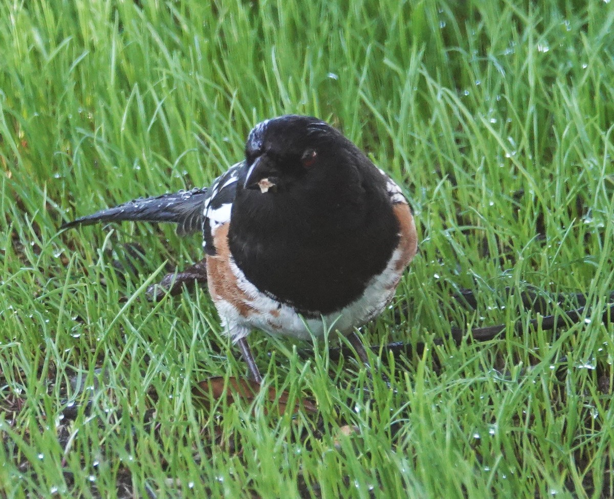 Spotted Towhee - ML644231992