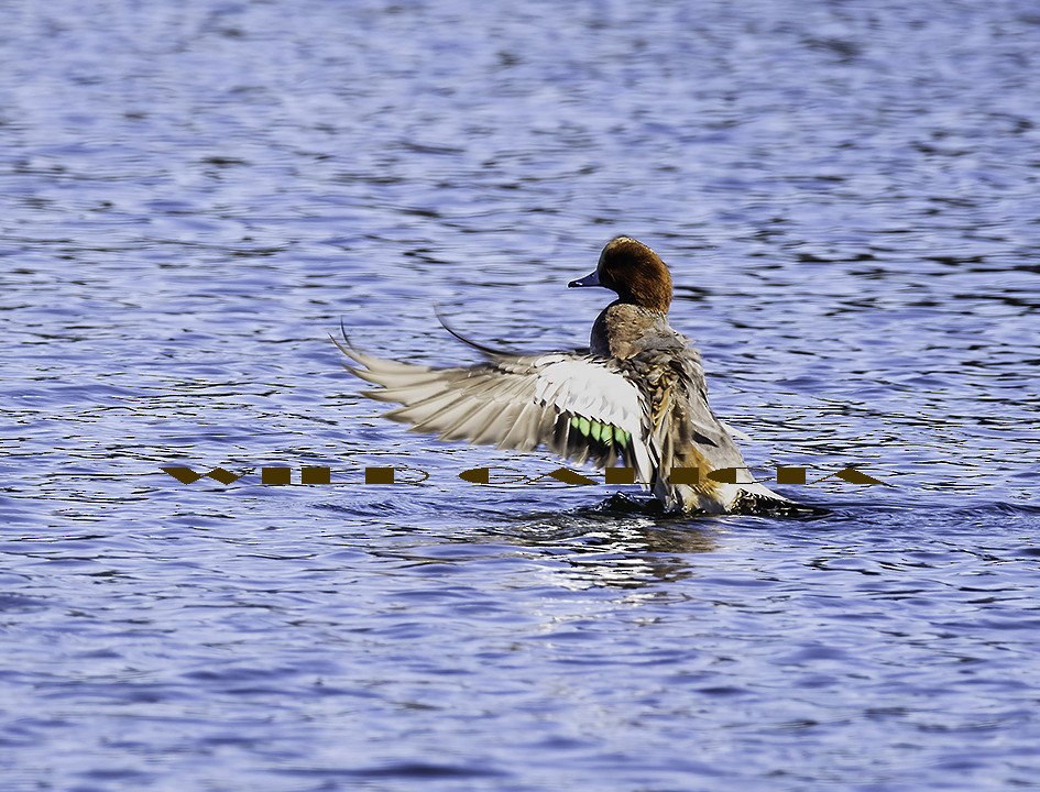 hvízdák eurasijský - ML644231993