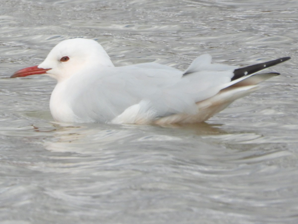 Slender-billed Gull - ML644231994