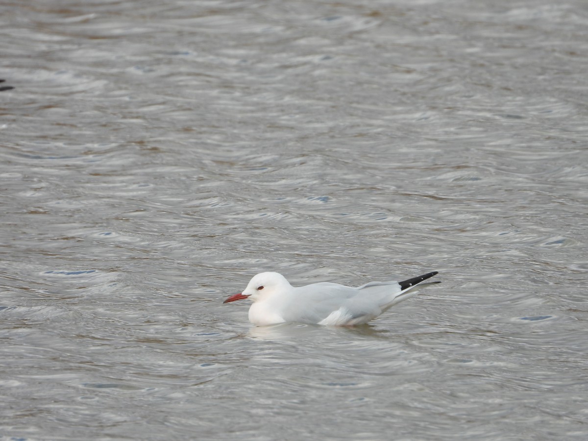 Slender-billed Gull - ML644231995