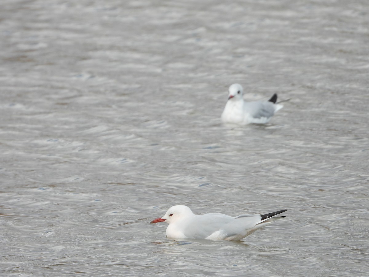 Slender-billed Gull - ML644231996