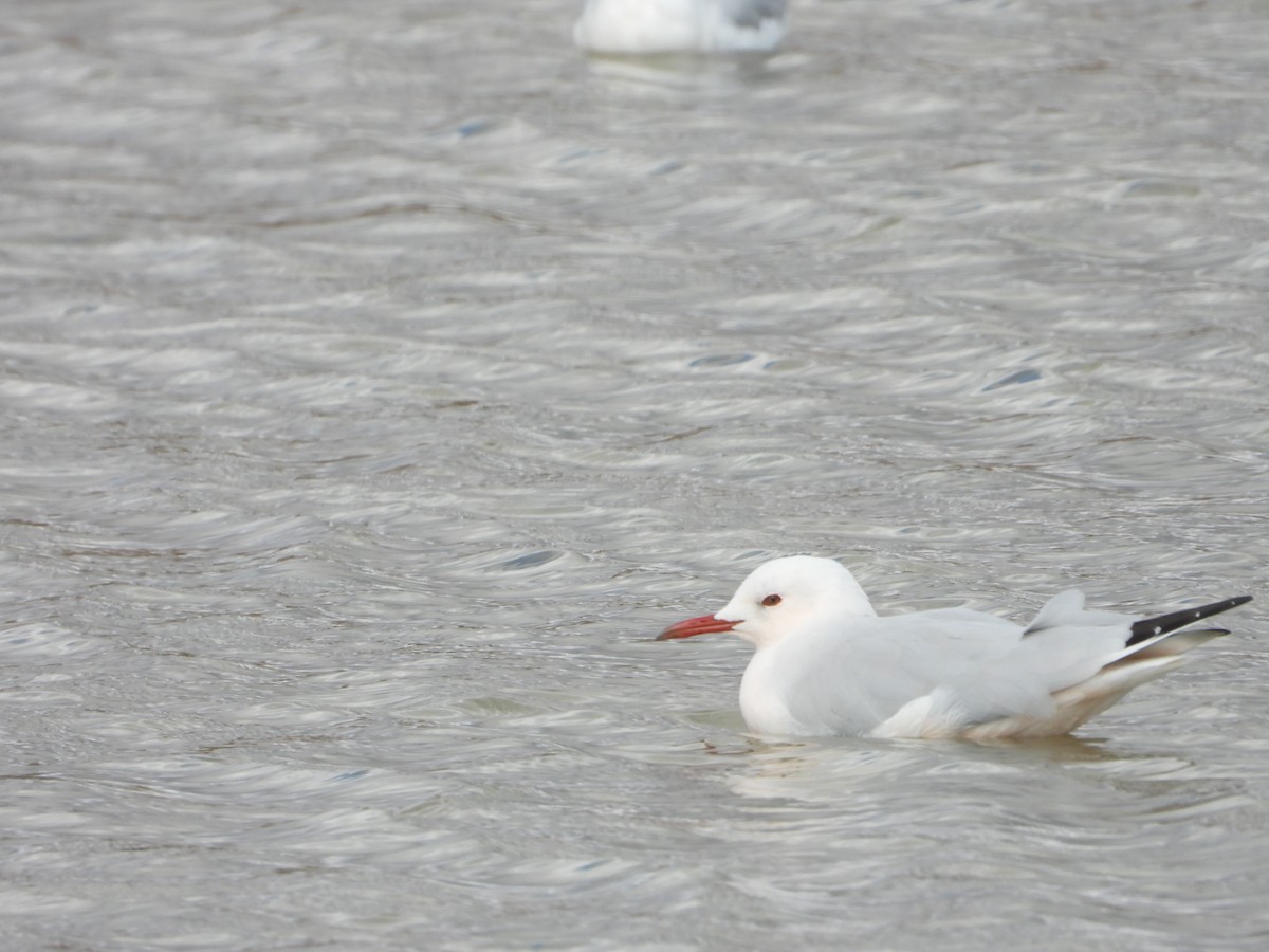 Slender-billed Gull - ML644231997