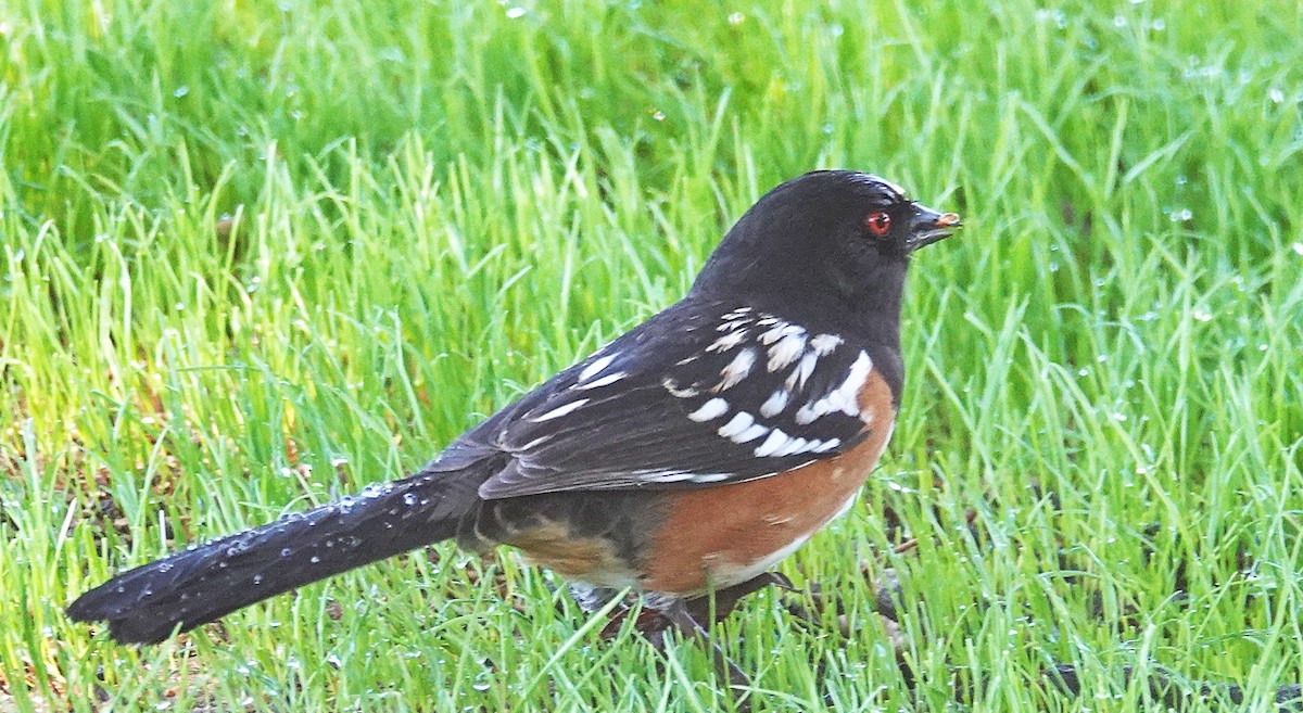 Spotted Towhee - ML644231998