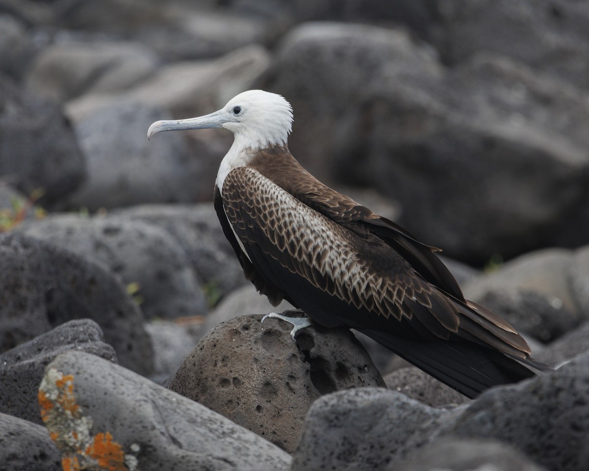 Great Frigatebird - ML644232001