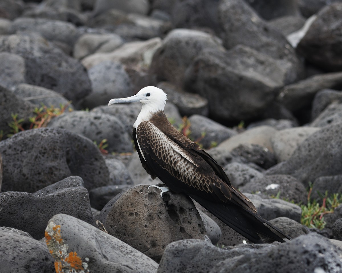 Great Frigatebird - ML644232002