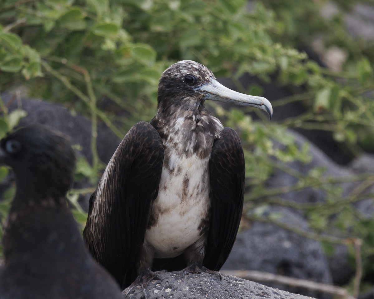 Great Frigatebird - ML644232003