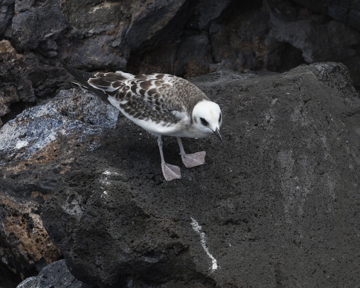 Swallow-tailed Gull - ML644232034