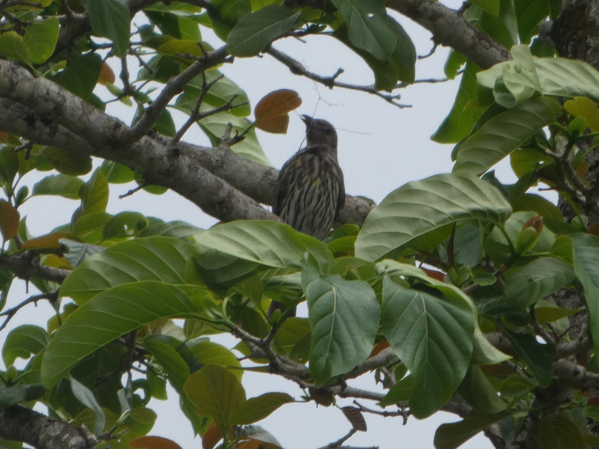Australasian Figbird - ML644232042