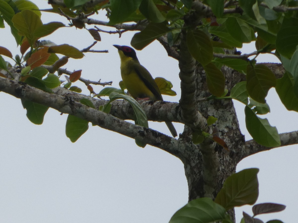 Australasian Figbird - ML644232043