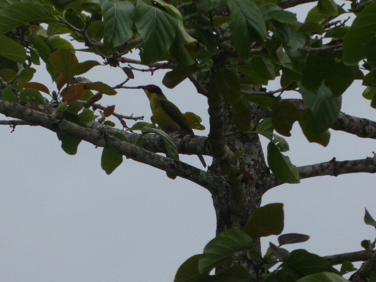 Australasian Figbird - ML644232044