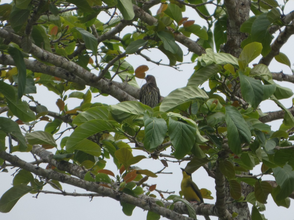 Australasian Figbird - ML644232045