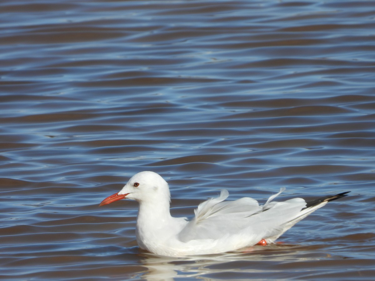 Slender-billed Gull - ML644232054