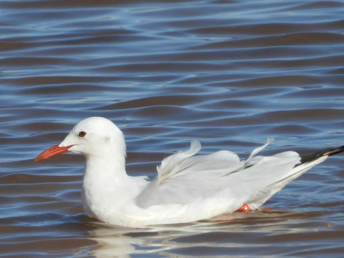Slender-billed Gull - ML644232055
