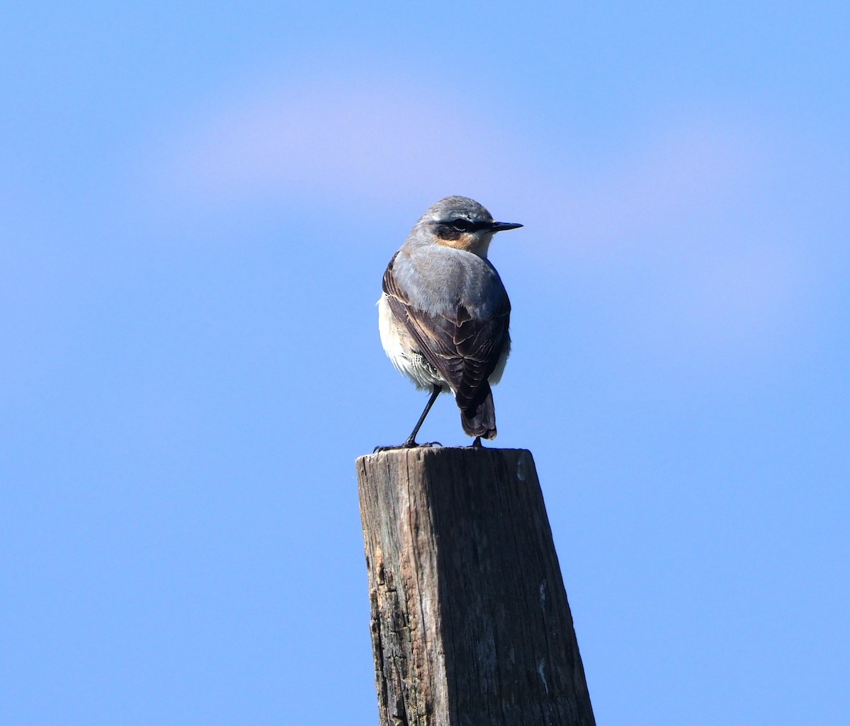 Culbianco - ML644232056