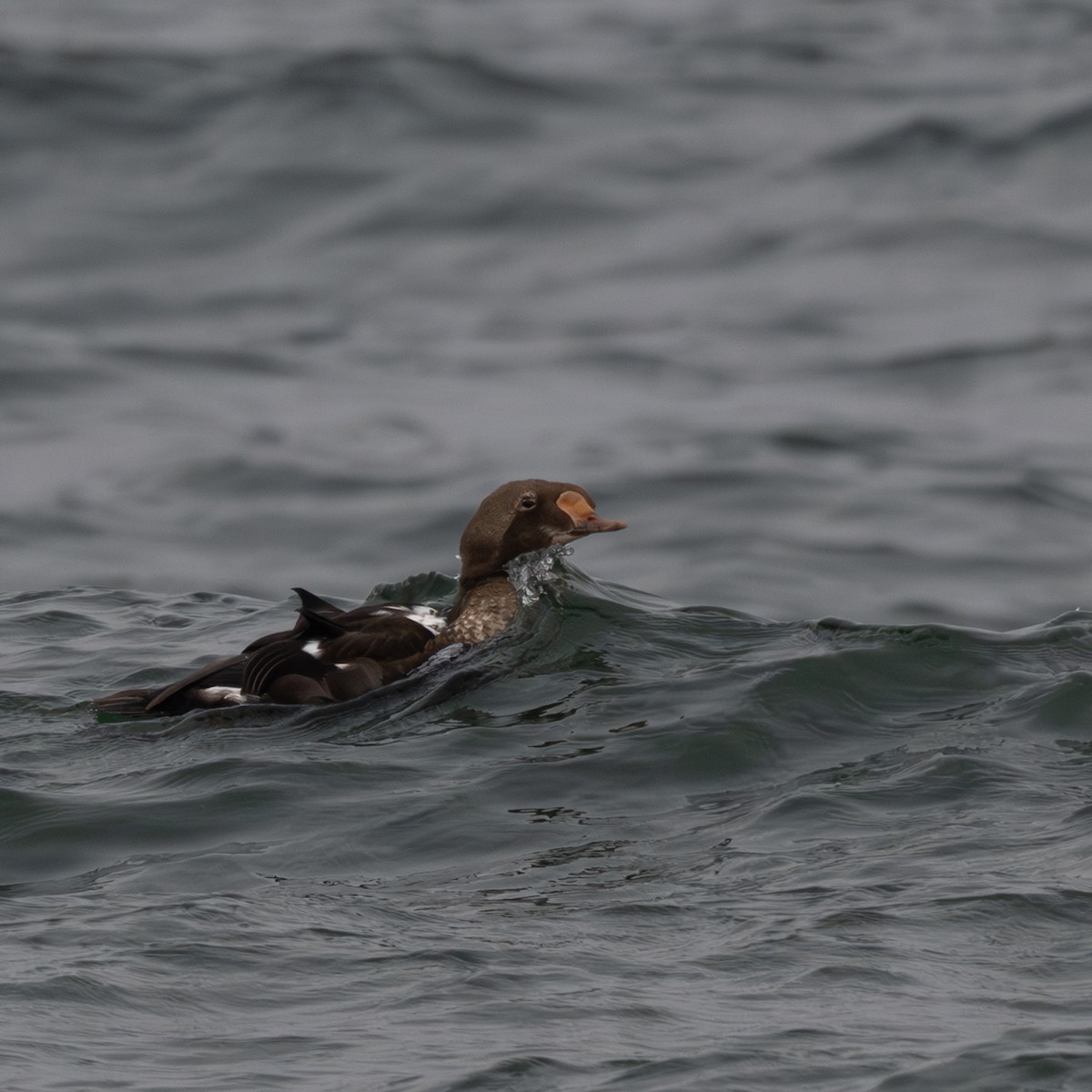 praktærfugl - ML644232082