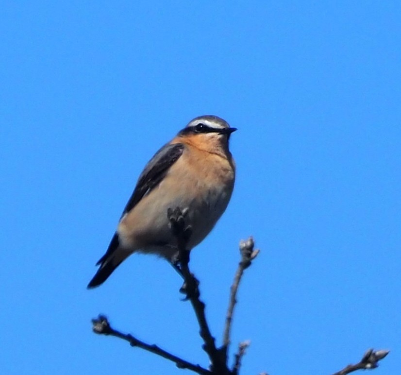 Culbianco - ML644232094