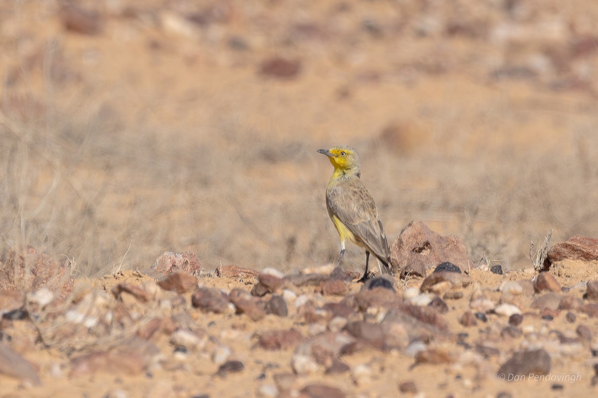 Gibberbird - ML644232109