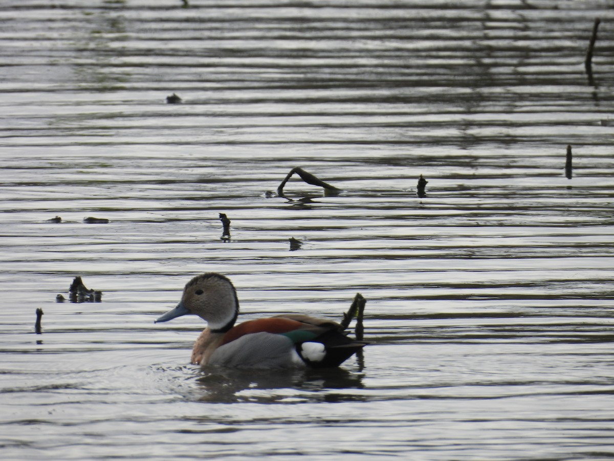 Rotschulterente - ML644232117