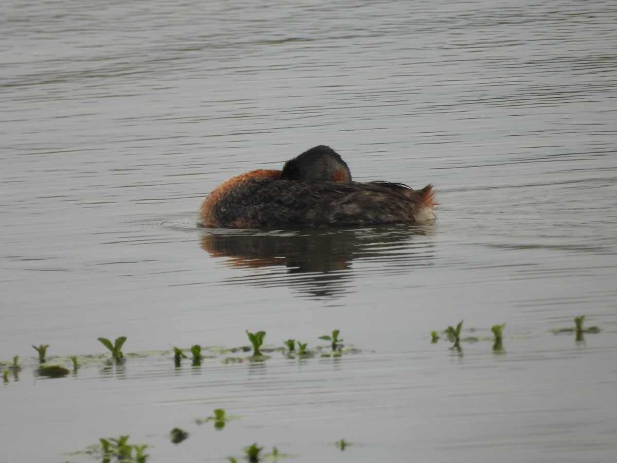 spyddykker - ML644232135