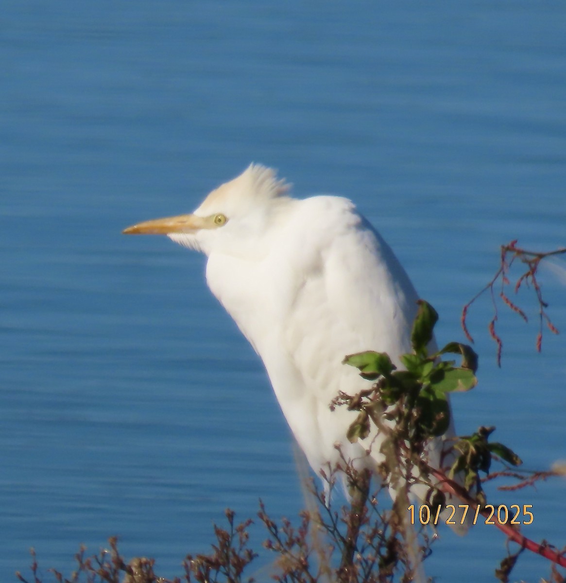 Western Cattle-Egret - ML644232138